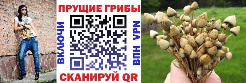 мега онион Пикалёво Псилоцибиновые грибы прущие грибы
